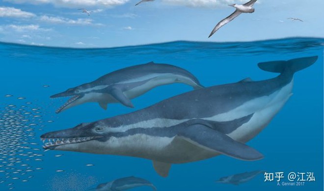Cá voi răng vương miện: Làm sáng tỏ điểm khởi đầu của sự tiến hóa của cá voi tấm sừng - Ảnh 1.