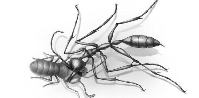 Hóa thạch loài kiến địa ngục vừa được phát hiện tiết lộ cơ chế kẹp con mồi “cực dị” so với loài kiến ngày nay - Ảnh 1.