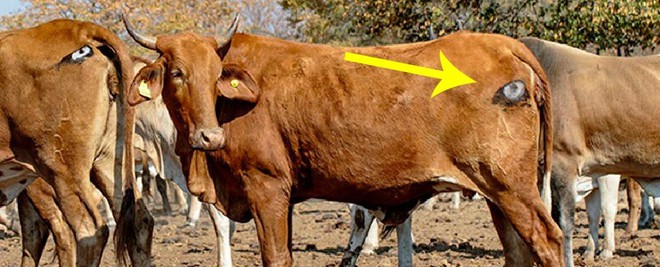 Lạ mà thật: Các nhà khoa học vẽ mắt lên mông bò để bảo vệ chúng khỏi bị sư tử tấn công - Ảnh 1. Lạ mà thật: Các nhà khoa học vẽ mắt lên mông bò để bảo vệ chúng khỏi bị sư tử tấn công - Ảnh 1.