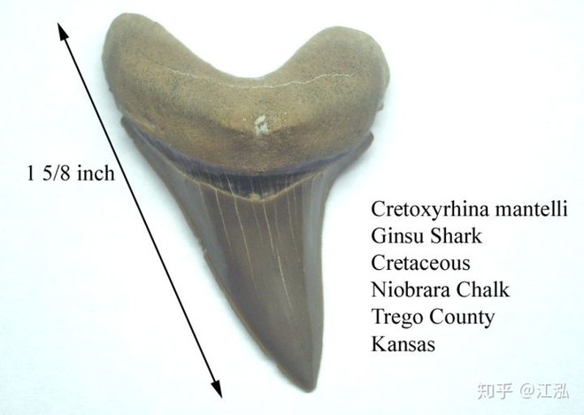 Cretoxyrhina: Loài cá mập thời tiền sử còn đáng sợ hơn cả Megalodon - Ảnh 5.