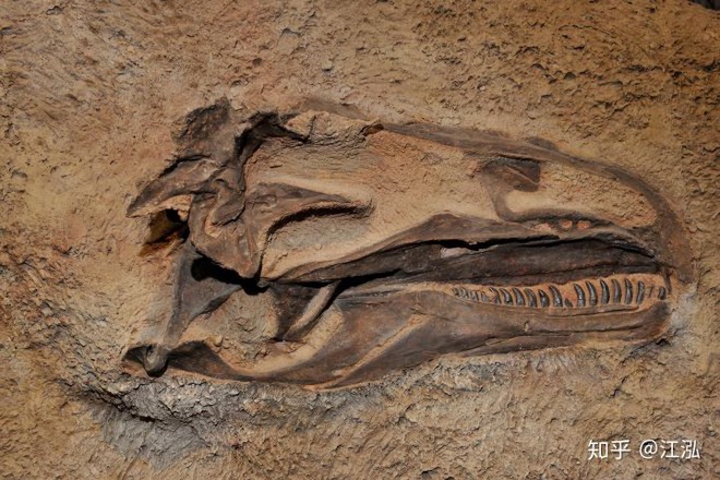 Những mẫu hóa thạch mới tiết lộ loài khủng long Allosaurus không chỉ khát máu mà chúng còn ăn thịt cả đồng loại - Ảnh 5.