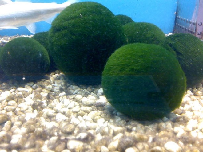 Marimo: Loài tảo cầu cực kì đáng yêu đang dần trở thành trào lưu chăm sóc như thú cưng tại Nhật Bản - Ảnh 1.