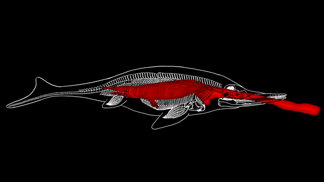 Hóa thạch tiết lộ loài bò sát săn mồi tối thượng trong thời đại khủng long - Ảnh 1.