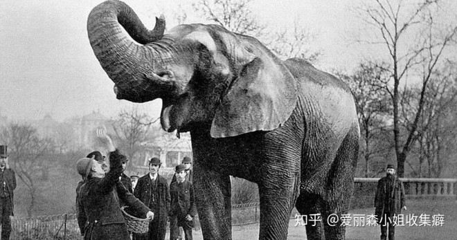 Voi Mary - con voi duy nhất bị treo cổ trong lịch sử - Ảnh 6.