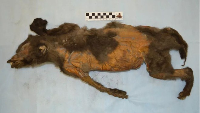 Phát hiện thịt của tê giác lông mượt trong bụng của xác ướp chú chó 14.000 năm tuổi - Ảnh 1.