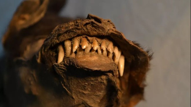Phát hiện thịt của tê giác lông mượt trong bụng của xác ướp chú chó 14.000 năm tuổi - Ảnh 3.