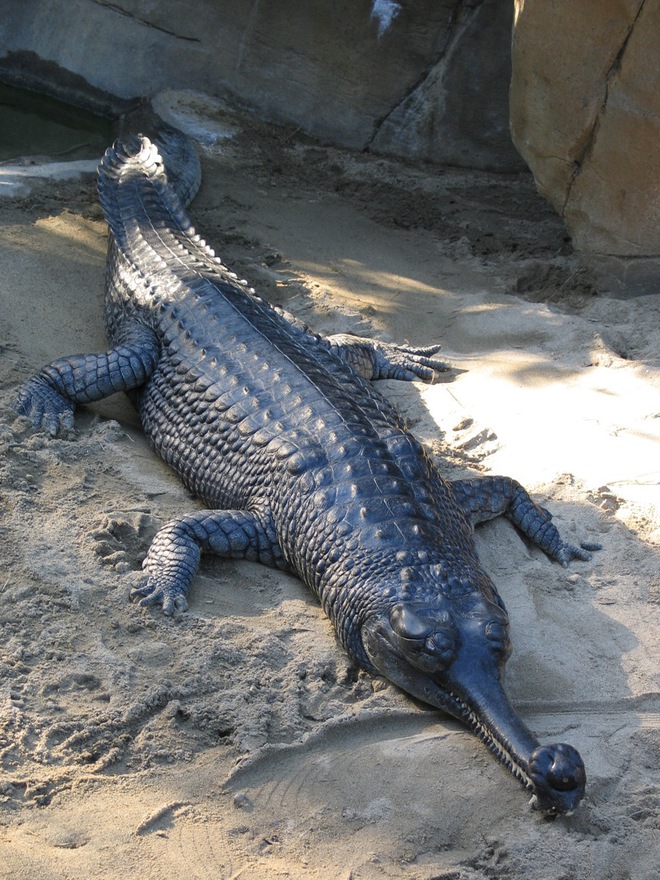 Giant prehistoric crocodiles living in Africa can swallow dinosaurs - Photo 11.