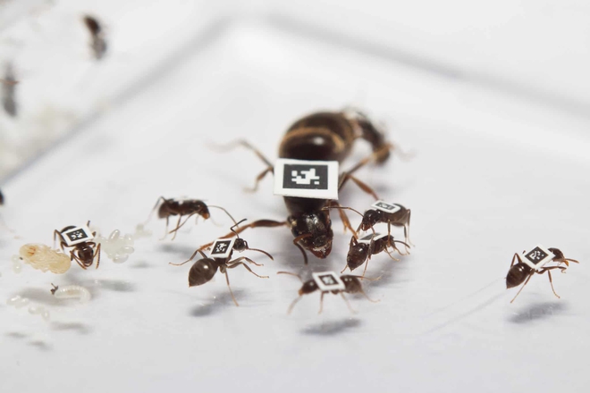 Kiến và ong có thể dạy chúng ta điều gì về cách phòng chống dịch bệnh? - Ảnh 4.