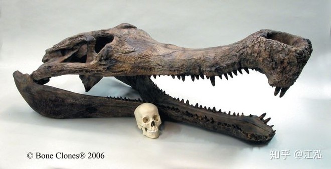 Giant prehistoric crocodiles living in Africa can swallow dinosaurs - Photo 9.