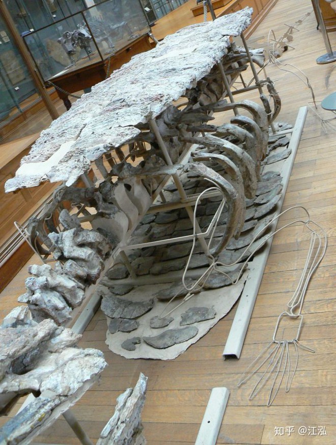 Giant prehistoric crocodiles living in Africa can swallow dinosaurs - Photo 14.