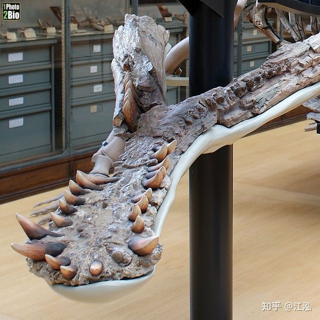 Giant prehistoric crocodiles living in Africa can swallow dinosaurs - Photo 13.