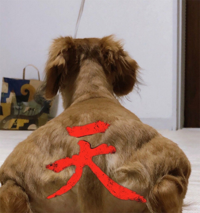 Internet thích thú với bức ảnh chụp chú chó từ đằng sau, trông như 1 anh thanh niên vai u bắp thịt vạm vỡ - Ảnh 13.