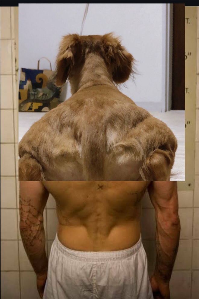Internet thích thú với bức ảnh chụp chú chó từ đằng sau, trông như 1 anh thanh niên vai u bắp thịt vạm vỡ - Ảnh 3.