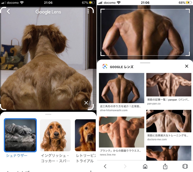 Internet thích thú với bức ảnh chụp chú chó từ đằng sau, trông như 1 anh thanh niên vai u bắp thịt vạm vỡ - Ảnh 2.