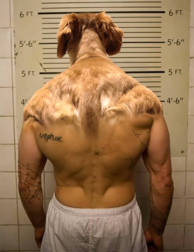 Internet thích thú với bức ảnh chụp chú chó từ đằng sau, trông như 1 anh thanh niên vai u bắp thịt vạm vỡ - Ảnh 4.