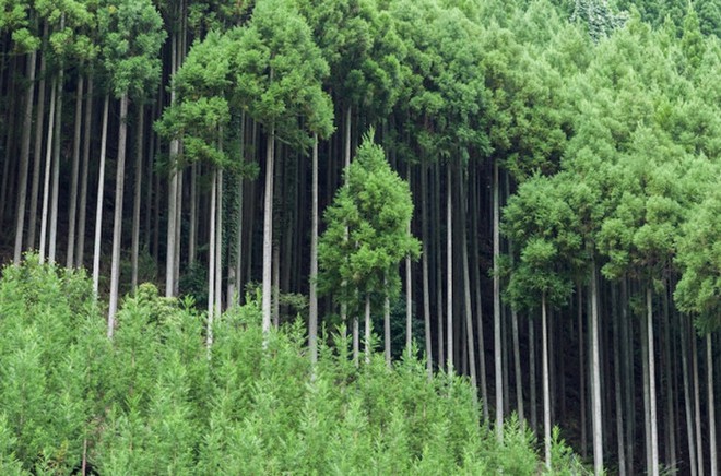 Tìm hiểu về kỹ thuật trồng cây cổ xưa Daisugi giúp tạo ra nhiều cây gỗ mới từ một gốc cây - Ảnh 2.