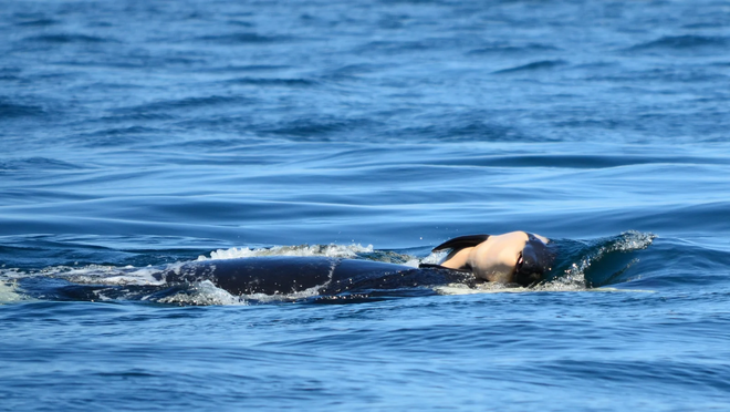 Talehqua mang theo xác cá voi con suốt 17 ngày trời.