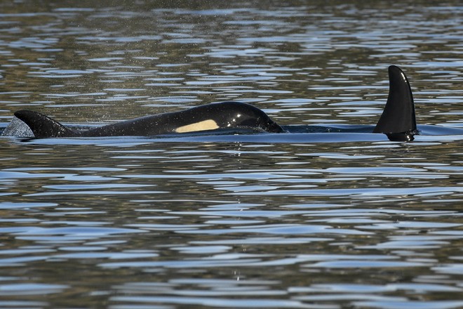 J50, một con cá voi sát thủ khác trong quần thể Southern Resident đang bơi cùng chị em của mình.