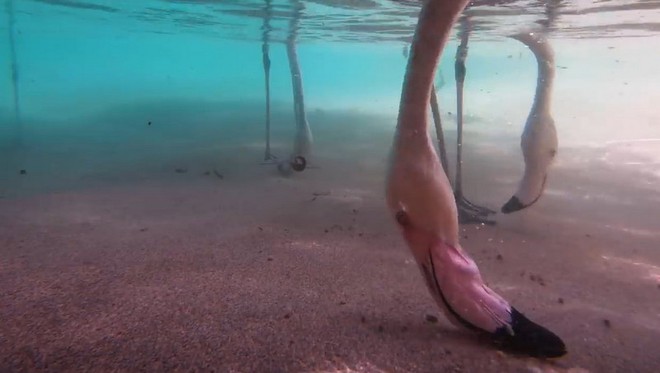 Thú vị cách chim hồng hạc kiếm ăn dưới nước được hé lộ thông qua camera giấu kín dưới nước - Ảnh 2.