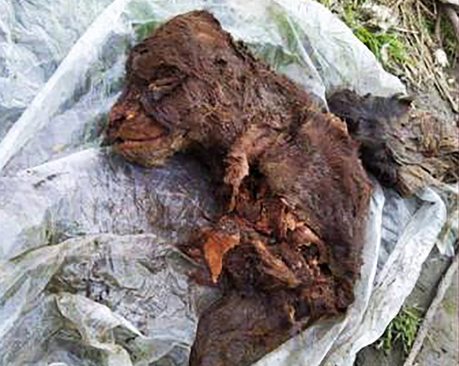 Xác của con gấu hang động con.