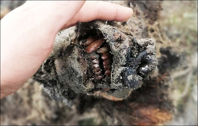 Lần đầu tiên tìm thấy xác gấu hang động vẫn còn nguyên nội tạng và mô mềm sau 39000 năm chôn vùi dưới băng vĩnh cửu - Ảnh 1.