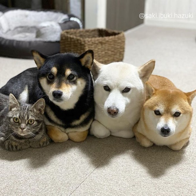 Chú mèo này là sự thay thế hoàn hảo cho chú chó Shiba inu chuyên phá hỏng các bức ảnh chụp nhóm - Ảnh 1.