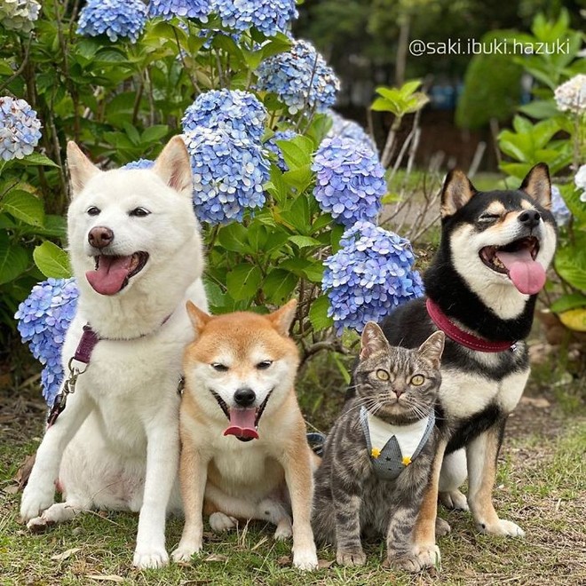 Chú mèo này là sự thay thế hoàn hảo cho chú chó Shiba inu chuyên phá hỏng các bức ảnh chụp nhóm - Ảnh 8.