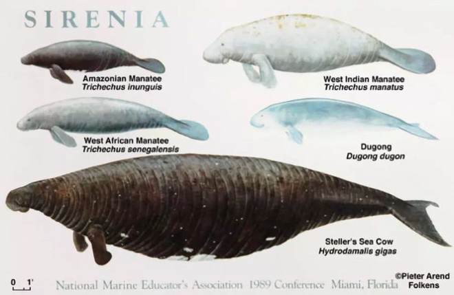 Chỉ mất 27 năm từ khi phát hiện ra đến khi tuyệt chủng, chuyện gì đã xảy ra với con vật khổng lồ dưới biển này? - Ảnh 2.