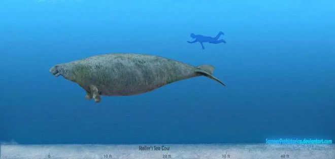 Chỉ mất 27 năm từ khi phát hiện ra đến khi tuyệt chủng, chuyện gì đã xảy ra với con vật khổng lồ dưới biển này? - Ảnh 10.