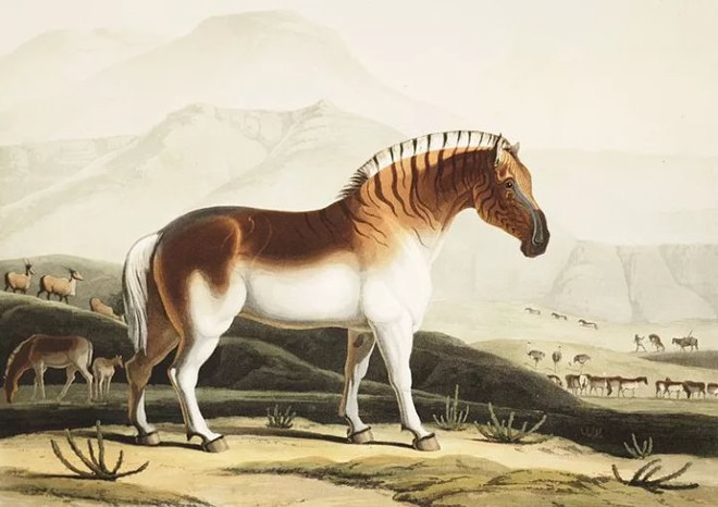 Đã tuyệt chủng một thế kỷ, liệu loài ngựa vằn tàn lụi này có thể thực sự sống lại? - Ảnh 3.
