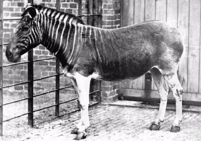 Đã tuyệt chủng một thế kỷ, liệu loài ngựa vằn tàn lụi này có thể thực sự sống lại? - Ảnh 1.