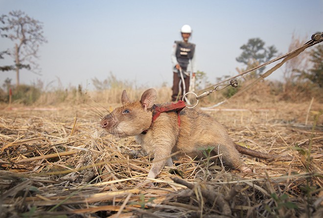 Một chú chuột vừa được trao huy chương dũng cảm vì sở hữu kỹ năng dò mìn xuất sắc - Ảnh 2.