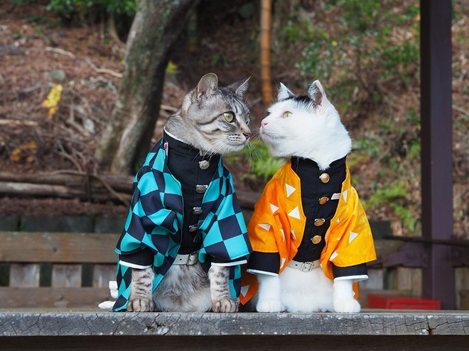 Chú mèo bỗng chốc trở thành người nổi tiếng vì được chủ nhân cosplay thành của các nhân vật anime nổi tiếng - Ảnh 3.