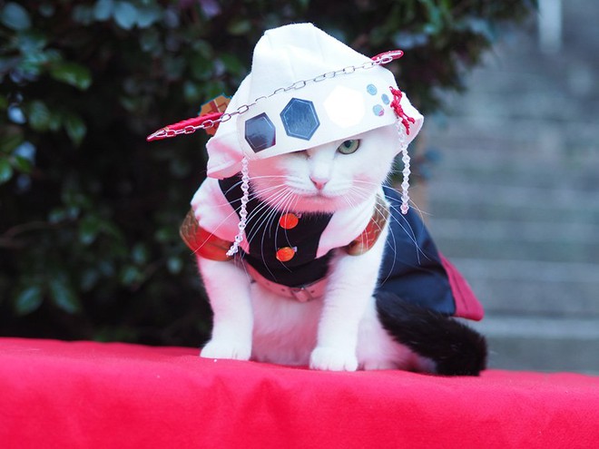 Chú mèo bỗng chốc trở thành người nổi tiếng vì được chủ nhân cosplay thành của các nhân vật anime nổi tiếng - Ảnh 6.