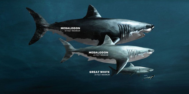 Kích thước chính xác của siêu quái vật Megalodon cuối cũng cũng được xác định - Ảnh 1.