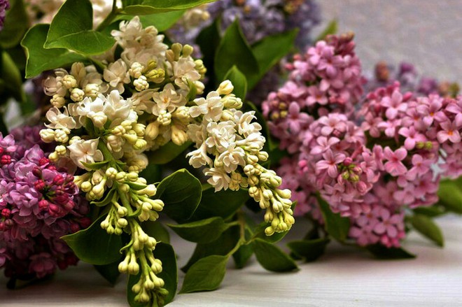 Nhìn những bông hoa mềm mại như thật thế này, bạn sẽ không thể ngờ chất liệu tạo nên chúng là gì đâu! - Ảnh 5. Nhìn những bông hoa mềm mại như thật thế này, bạn sẽ không thể ngờ chất liệu tạo nên chúng là gì đâu! - Ảnh 5.