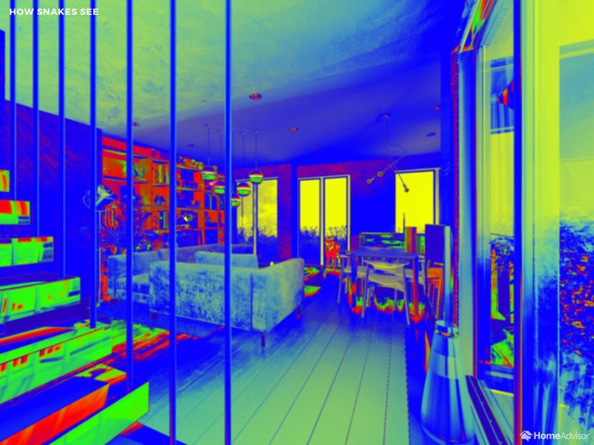 Đây là cách các loài động vật nhìn thế giới xung quanh - Ảnh 8. Đây là cách các loài động vật nhìn thế giới xung quanh - Ảnh 8.