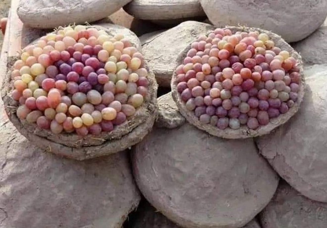 Lạ lùng phương pháp sử dụng đất ẩm để bảo quản nho tươi lâu tới ít nhất 6 tháng của người Afghanistan - Ảnh 3. Lạ lùng phương pháp sử dụng đất ẩm để bảo quản nho tươi lâu tới ít nhất 6 tháng của người Afghanistan - Ảnh 3.