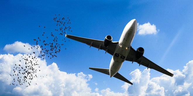 Quá khứ huy hoàng của thám tử lông vũ - người đã thay đổi ngành hàng không bằng nghiệp vụ pháp y - Ảnh 4. Quá khứ huy hoàng của thám tử lông vũ - người đã thay đổi ngành hàng không bằng nghiệp vụ pháp y - Ảnh 4.