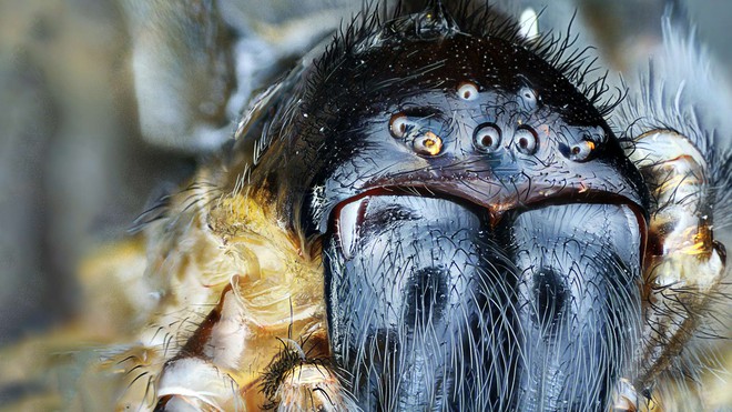 Tại sao nhiều người lại mắc chứng sợ nhện và liệu có thể chữa được nỗi sợ này không? - Ảnh 1.