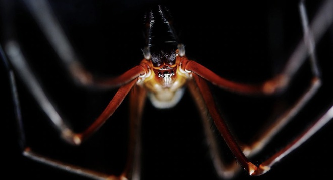 Tại sao nhiều người lại mắc chứng sợ nhện và liệu có thể chữa được nỗi sợ này không? - Ảnh 5.