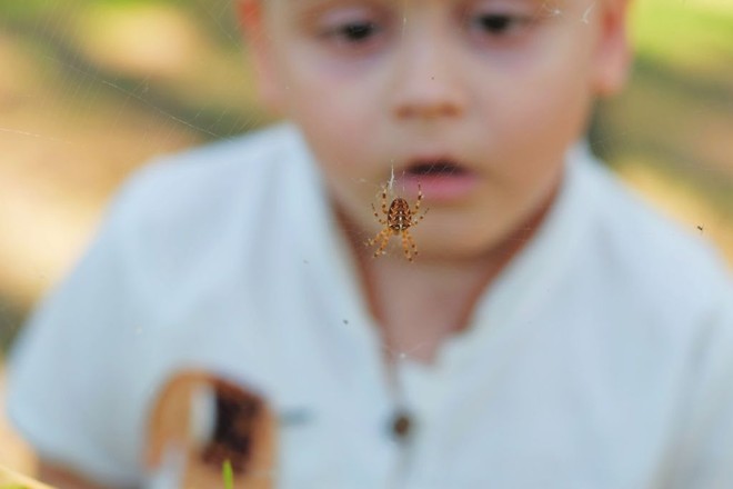 Tại sao nhiều người lại mắc chứng sợ nhện và liệu có thể chữa được nỗi sợ này không? - Ảnh 3.
