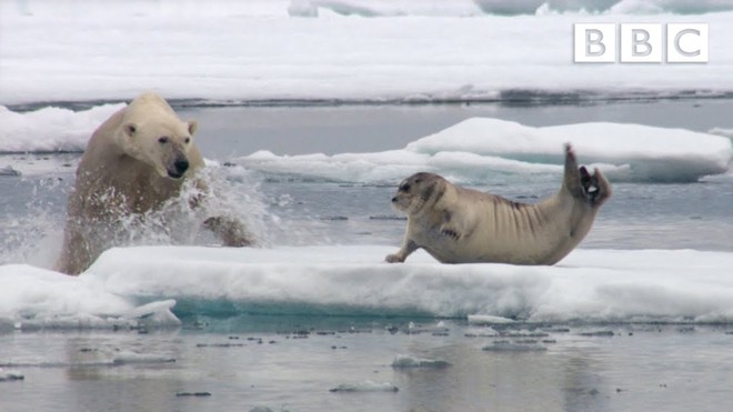 Gấu Bắc Cực có thể biến mất vào cuối thế kỷ này - Ảnh 4.