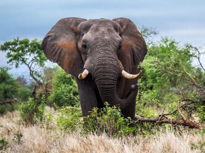 Do áp lực từ việc săn bắn trái phép, voi cái Châu Phi đang tiến hóa để mất ngà - Ảnh 2.