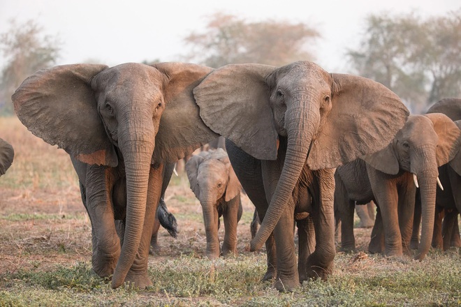 Do áp lực từ việc săn bắn trái phép, voi cái Châu Phi đang tiến hóa để mất ngà - Ảnh 1.