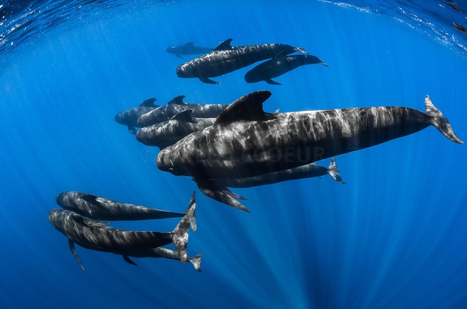 Quyền thống trị biển cả của cá voi sát thủ đang dần bị cá voi hoa tiêu thay thế? - Ảnh 3.