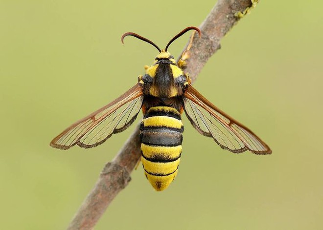 Nhìn thì cứ tưởng là ong bắp cày khổng lồ, nhưng thực chất đây chỉ là một loài bướm đêm - Ảnh 3.