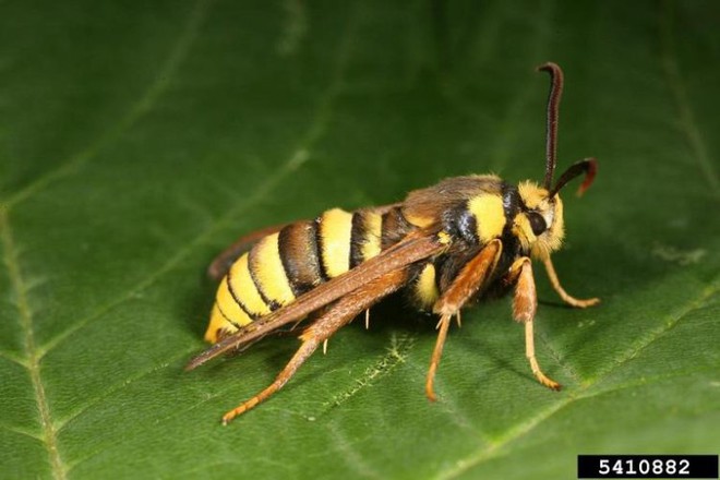 Nhìn thì cứ tưởng là ong bắp cày khổng lồ, nhưng thực chất đây chỉ là một loài bướm đêm - Ảnh 1.