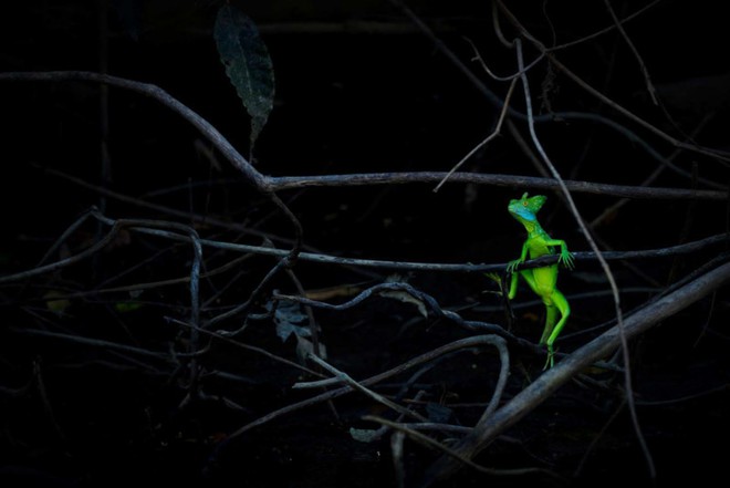 Bức ảnh về loài sứa trông giống như người ngoài hành tinh này đã giành được Giải thưởng Nhiếp ảnh Động vật Hoang dã năm 2021 - Ảnh 5.