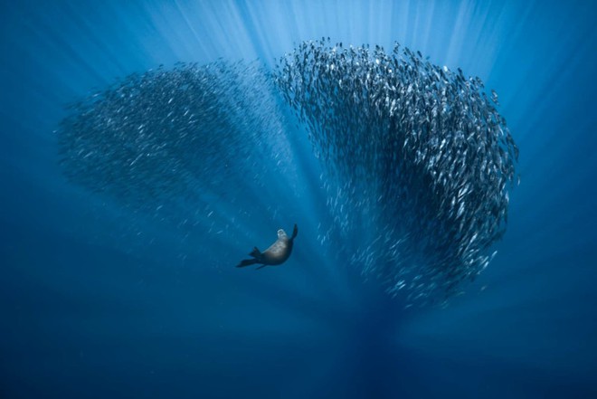 Bức ảnh về loài sứa trông giống như người ngoài hành tinh này đã giành được Giải thưởng Nhiếp ảnh Động vật Hoang dã năm 2021 - Ảnh 8.
